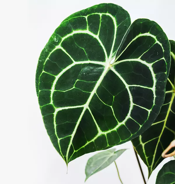 Anthurium Crystallinum Leaf