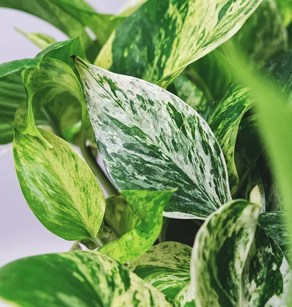 Marble Queen Pothos Leaf