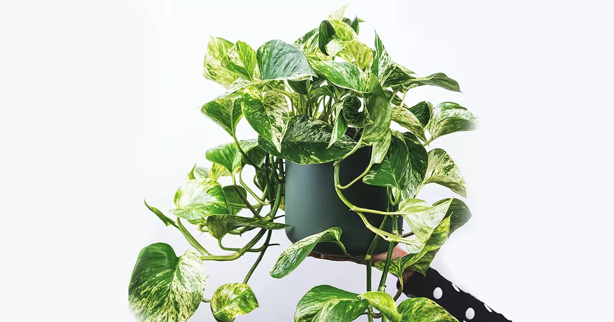 Marble Queen Pothos featured image