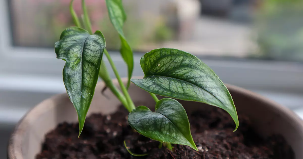 Monstera Siltepecana featured image