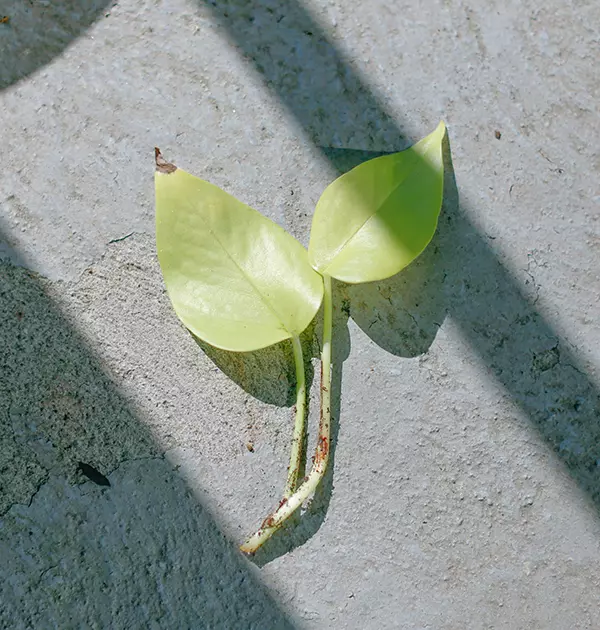 Neon Pothos Leaf