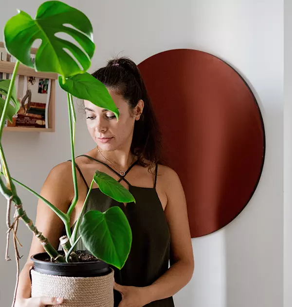 Monstera Adansonii Plant in Hand