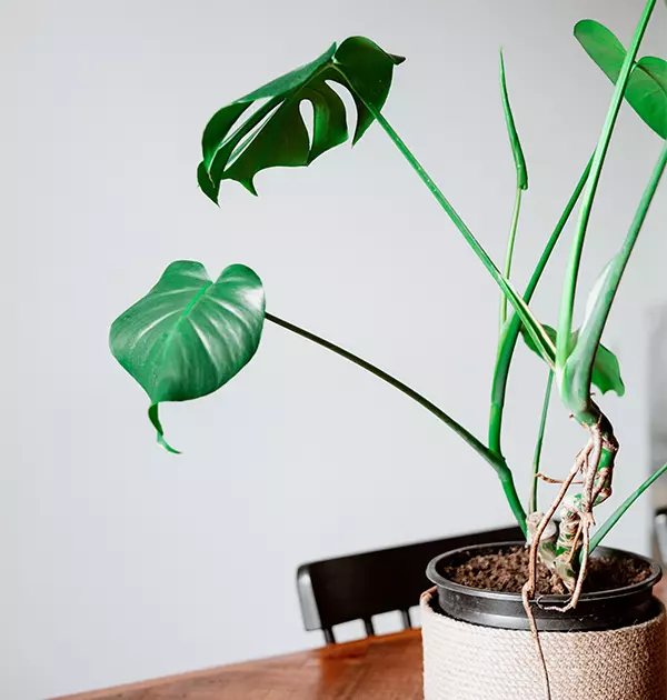 Monstera Adansonii Plant Propagation