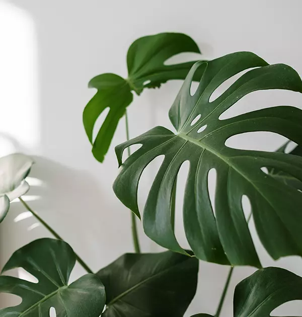 Monstera Adansonii Plant Leaf Care