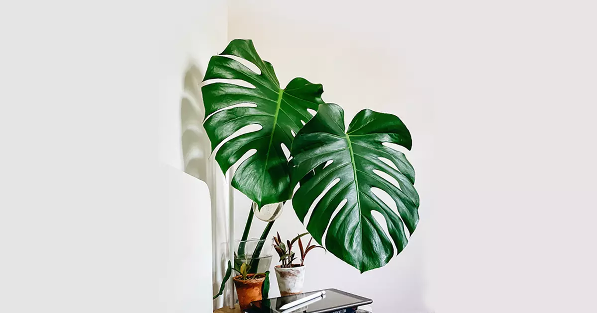 Monstera Adansonii Plant Care