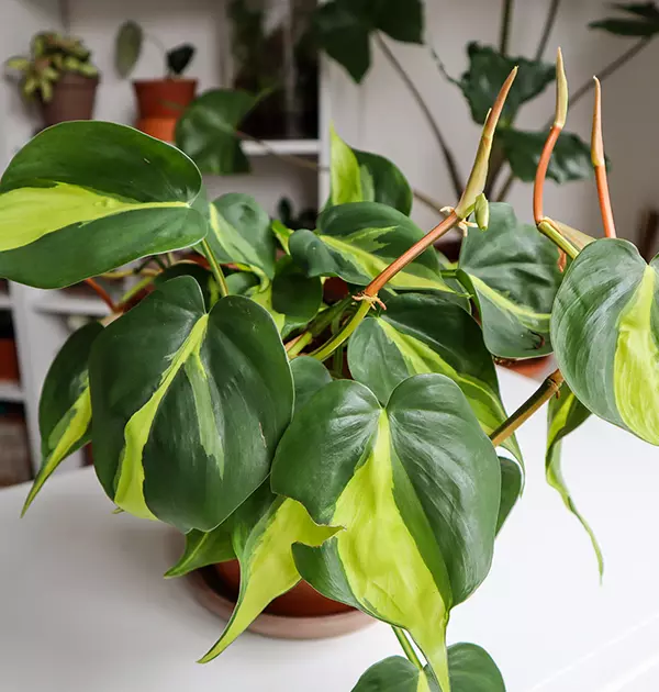 Philodendron Brasil Care