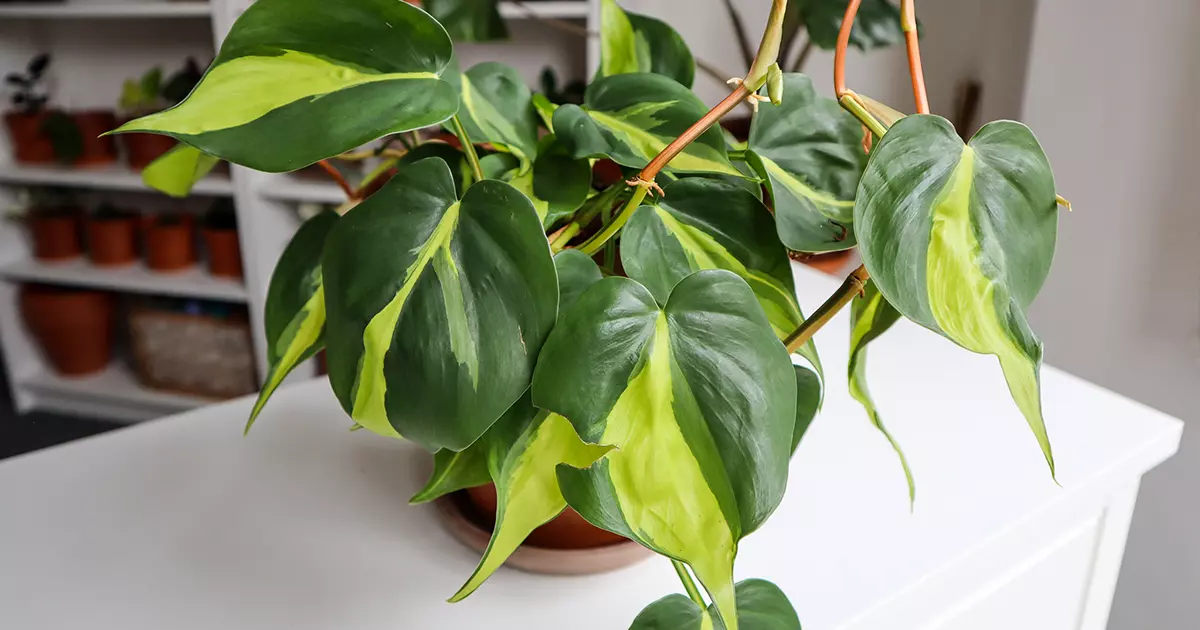 Philodendron Brasil featured image