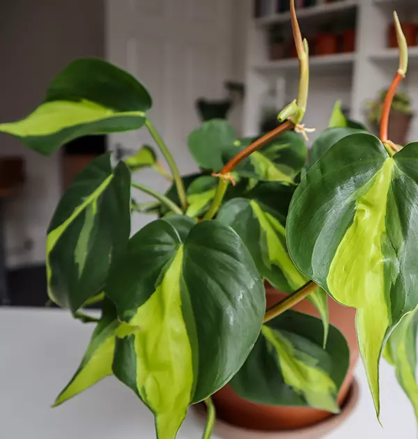 Philodendron Brasil Propogation