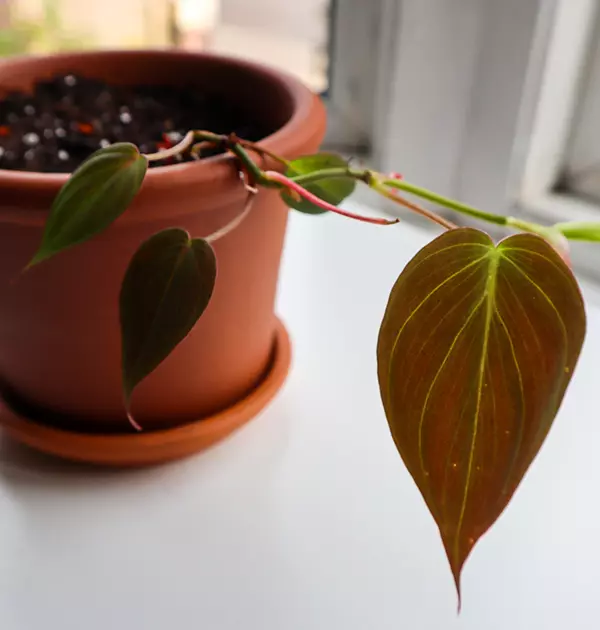 Philodendron Micans Leaf