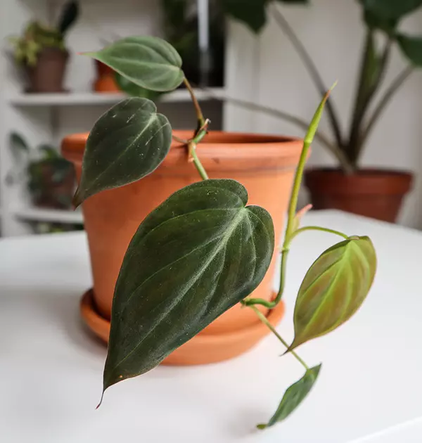 Philodendron Micans Plant Propagation