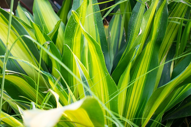 Dracaena Fragrans Plants for West-facing Window