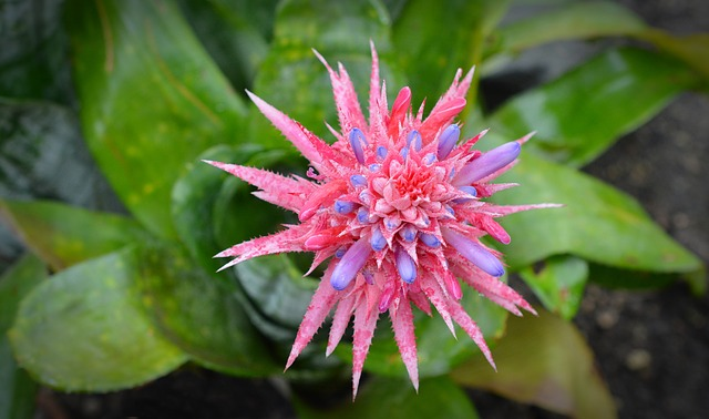 Aechmea Fasciata Plant