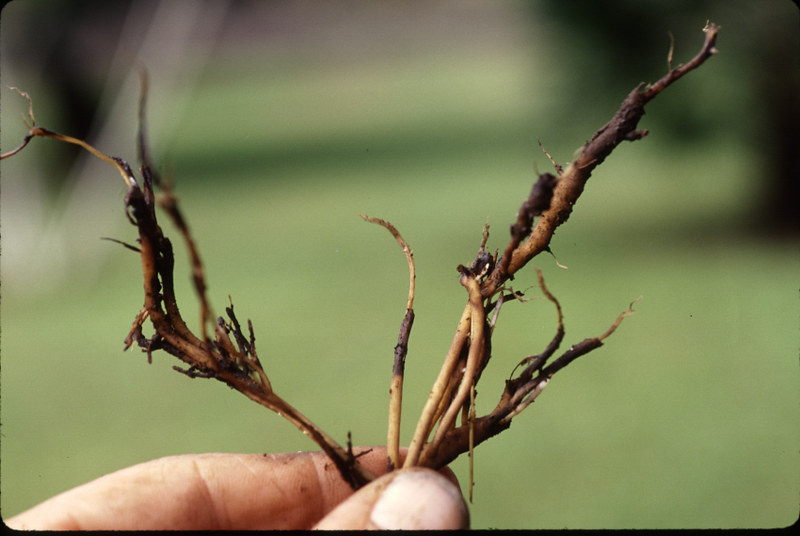 Root Rot Symptoms and Treatment