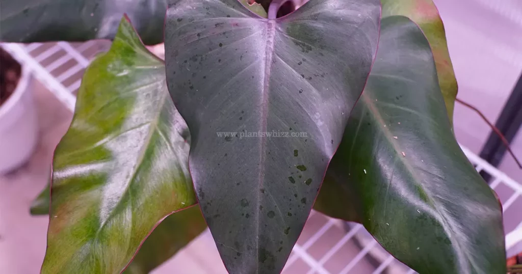 Philodendron Dark Lord Plant Care