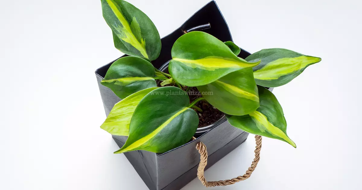 Philodendron Scandens Brasil Plant Care