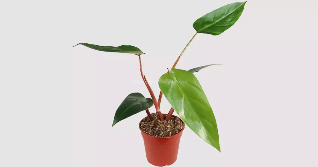 Red Emerald Philodendron Plant Care